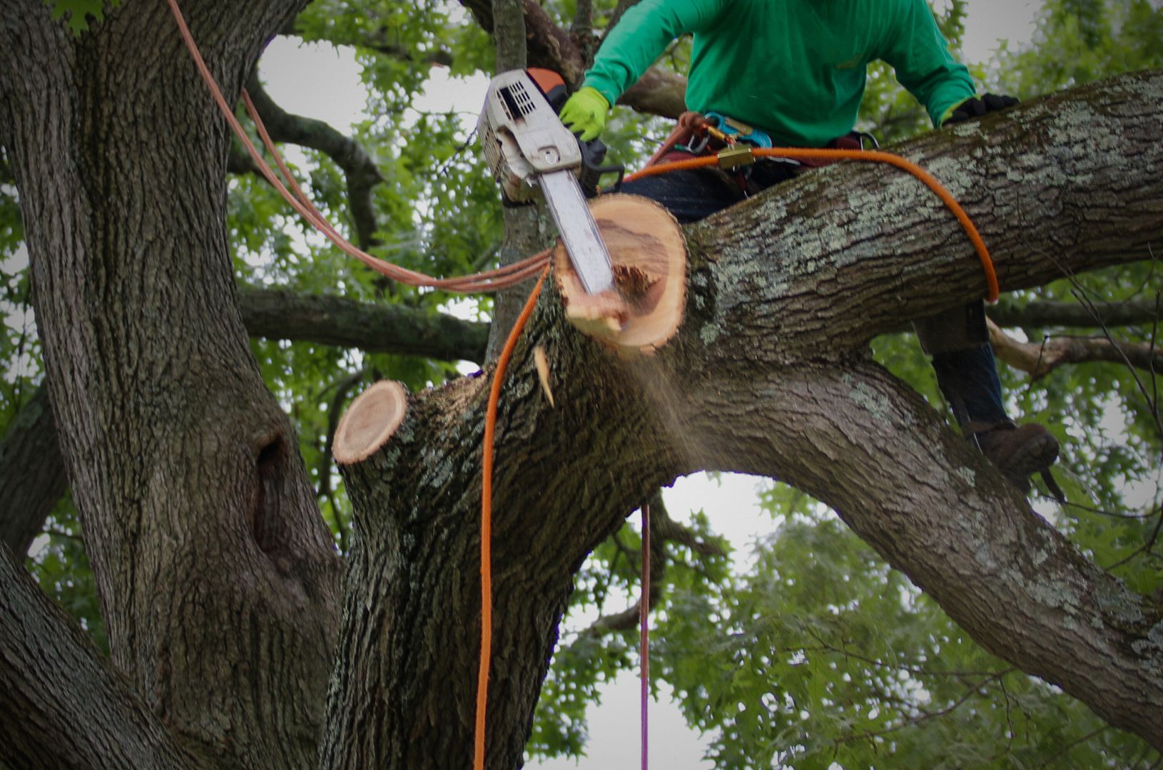 Tree Removal Services | 24/7 Emergency Tree Removal & Stump Grinding ...